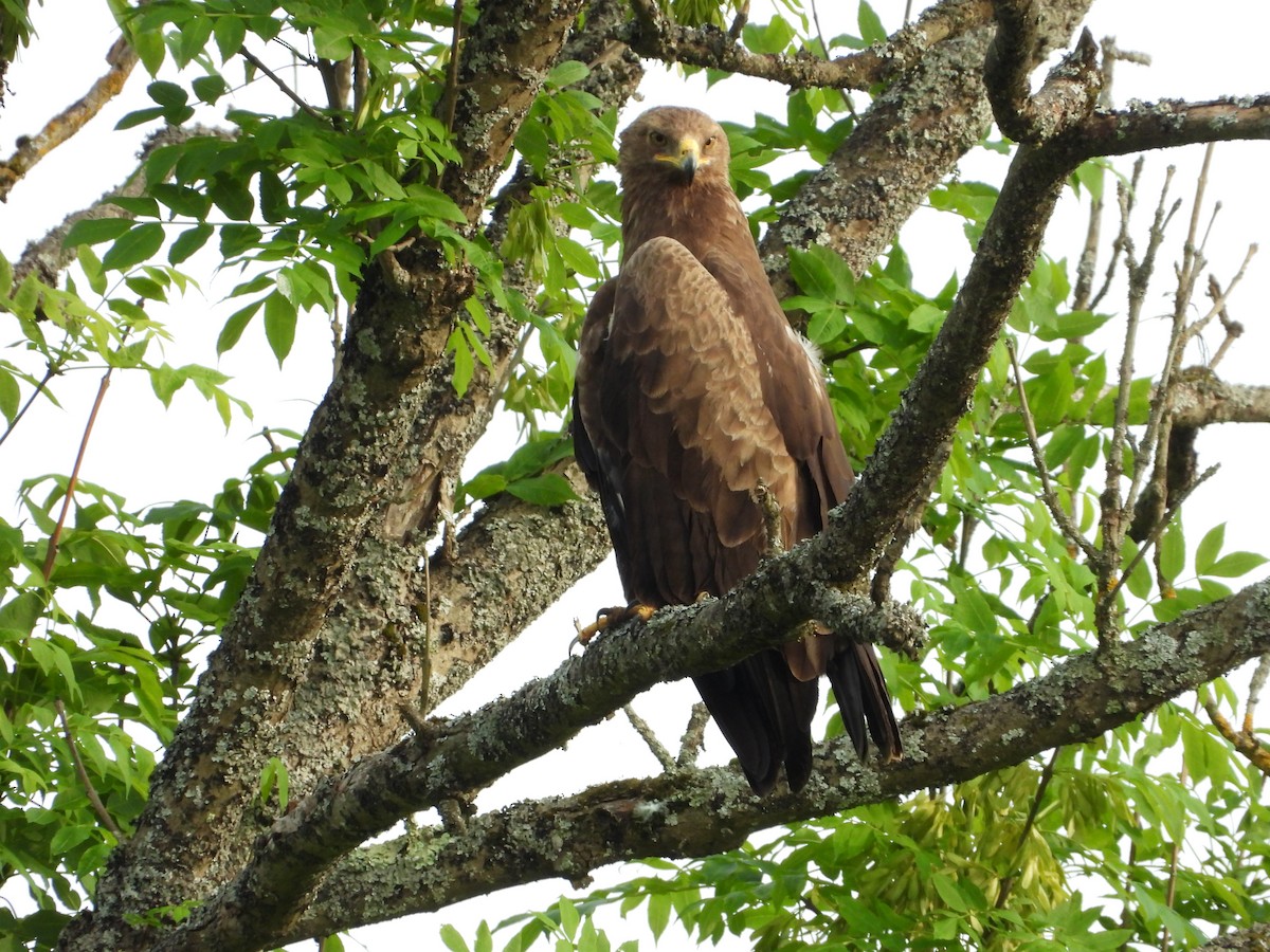 Lesser Spotted Eagle - ML642445046