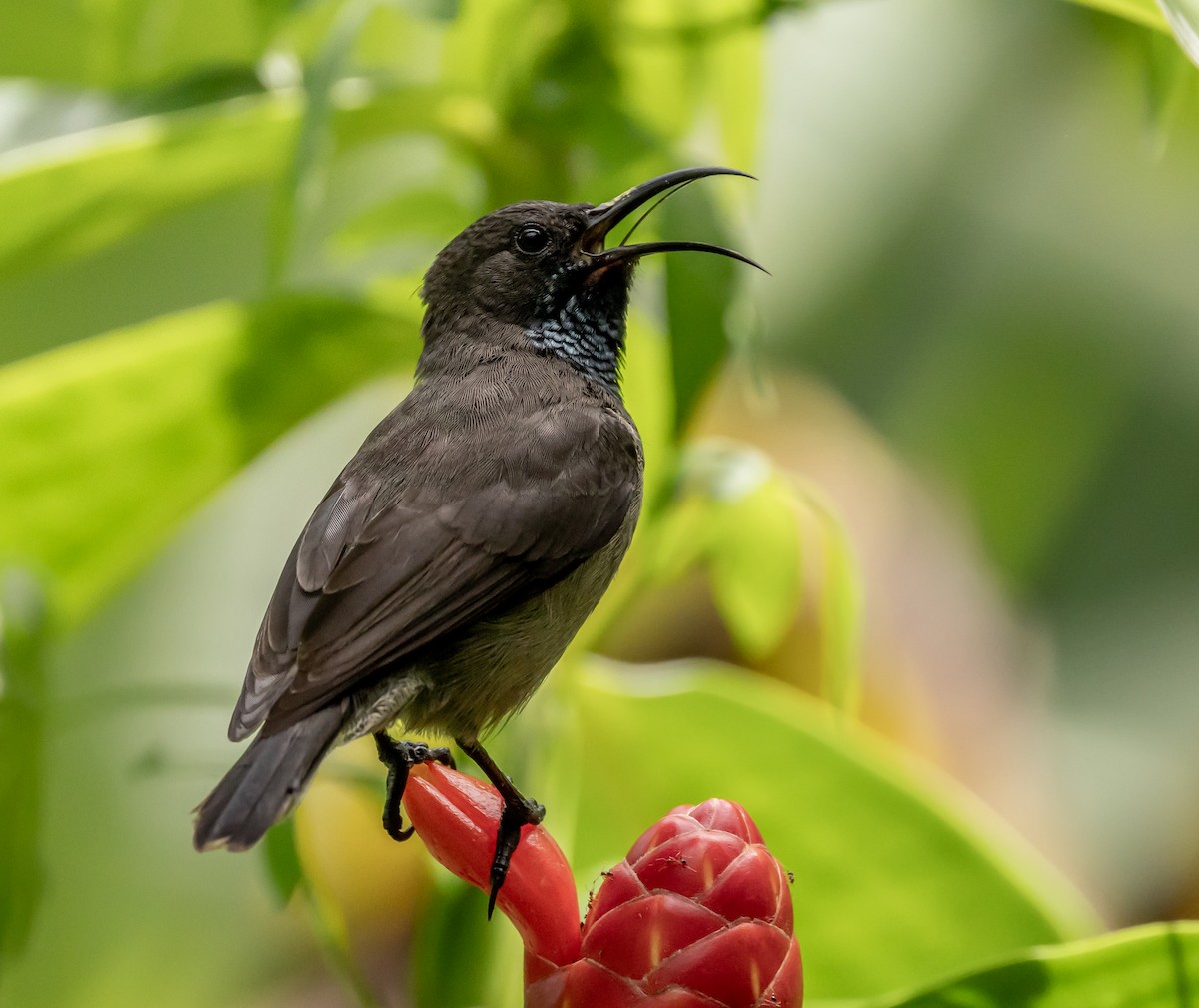 Seychelles Sunbird - ML642445070
