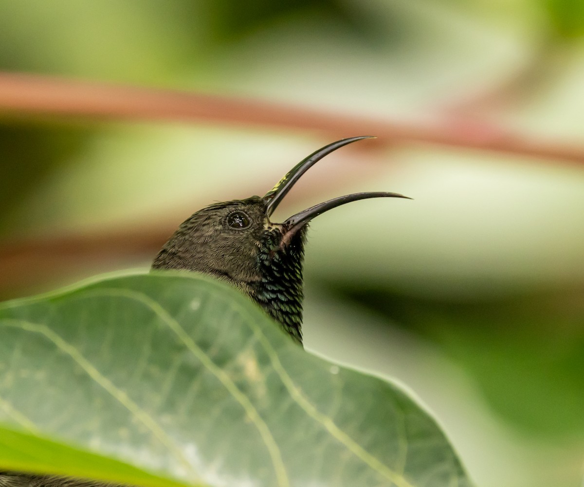 Seychelles Sunbird - ML642445071
