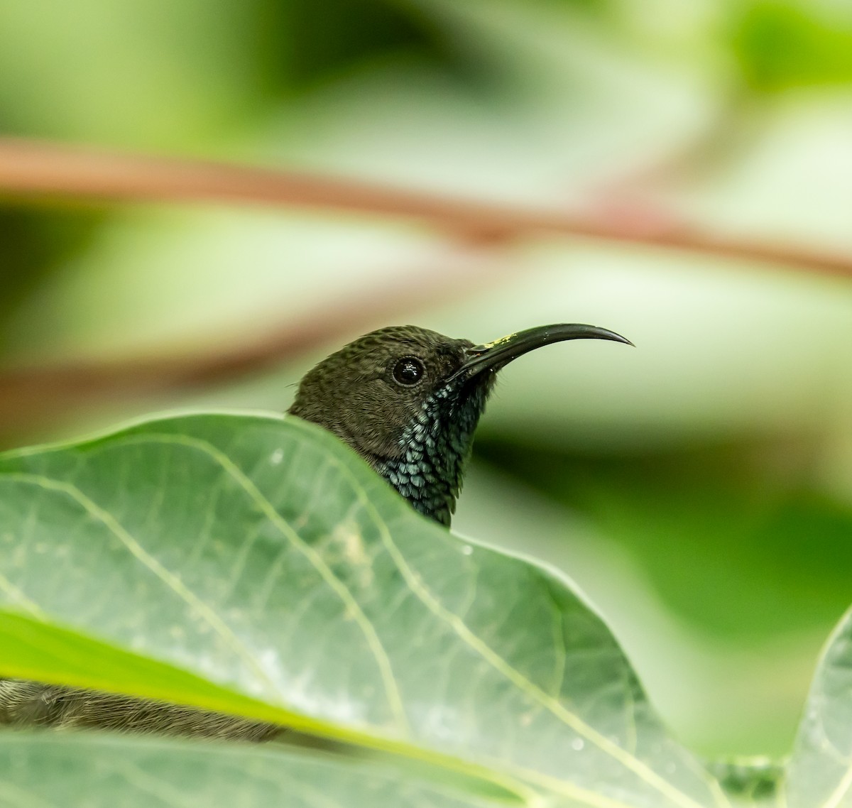 Seychelles Sunbird - ML642445072