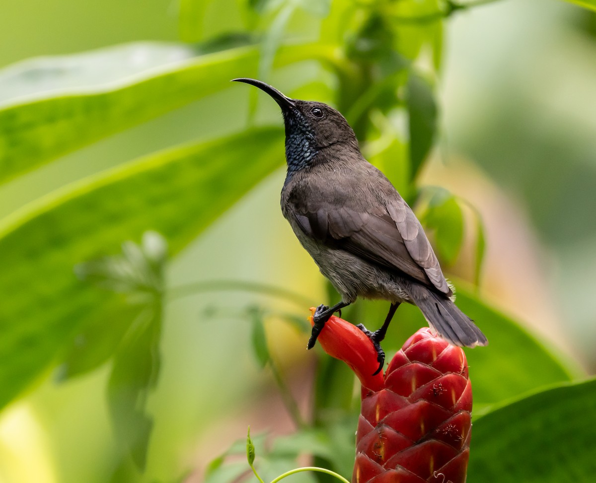 Seychelles Sunbird - ML642445074