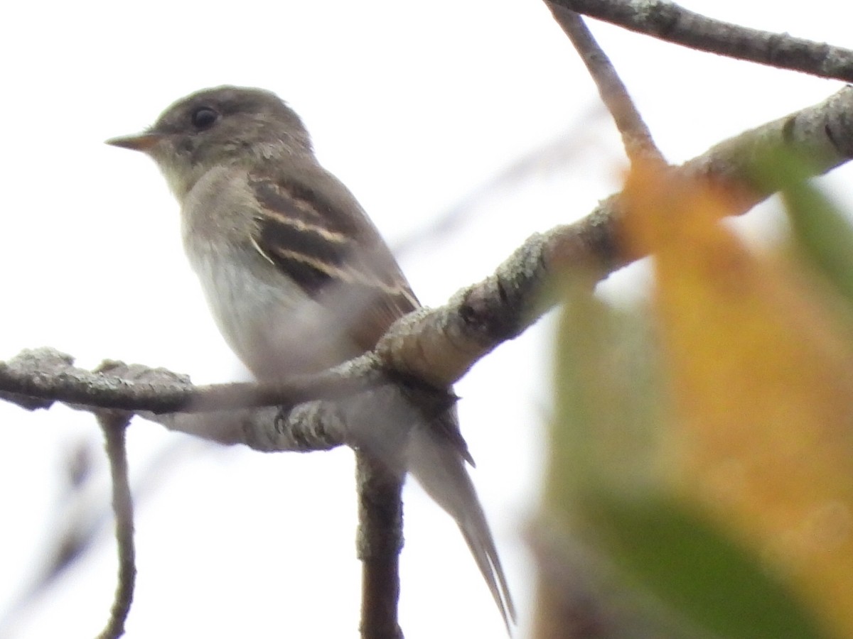 Eastern Wood-Pewee - ML642445078
