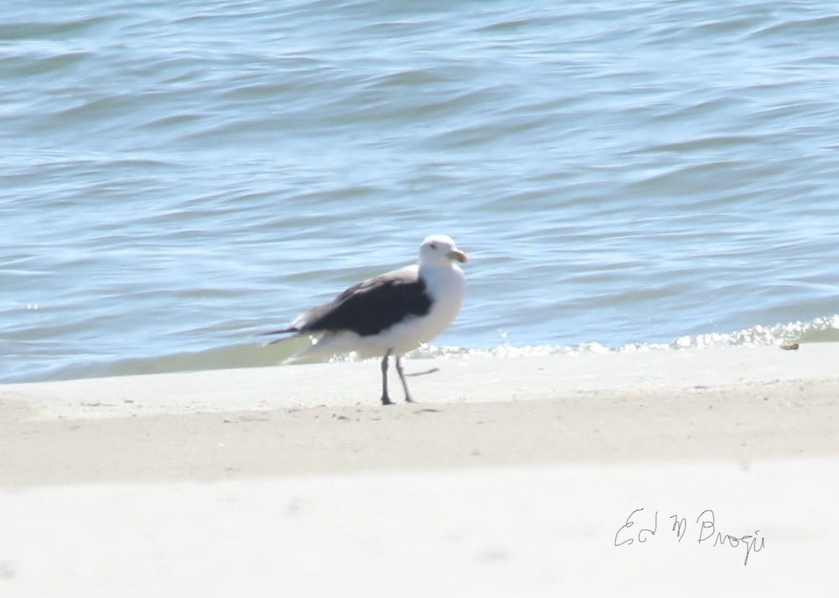 Great Black-backed Gull - ML642445079