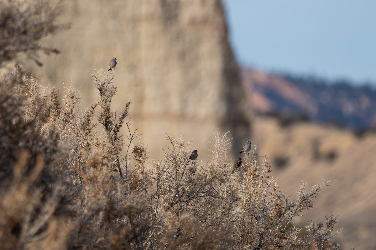 White-crowned Sparrow - ML642445152