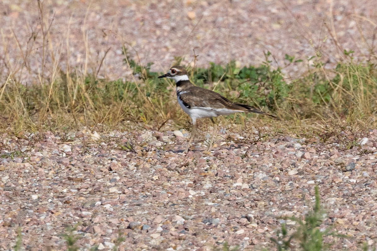 Killdeer - ML642445156