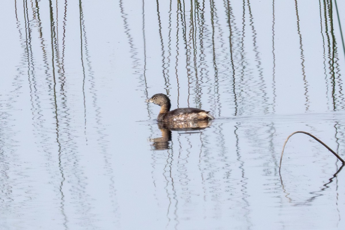Pied-billed Grebe - ML642445158