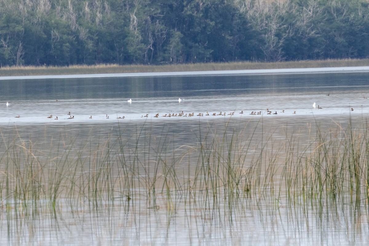 Pied-billed Grebe - ML642445159