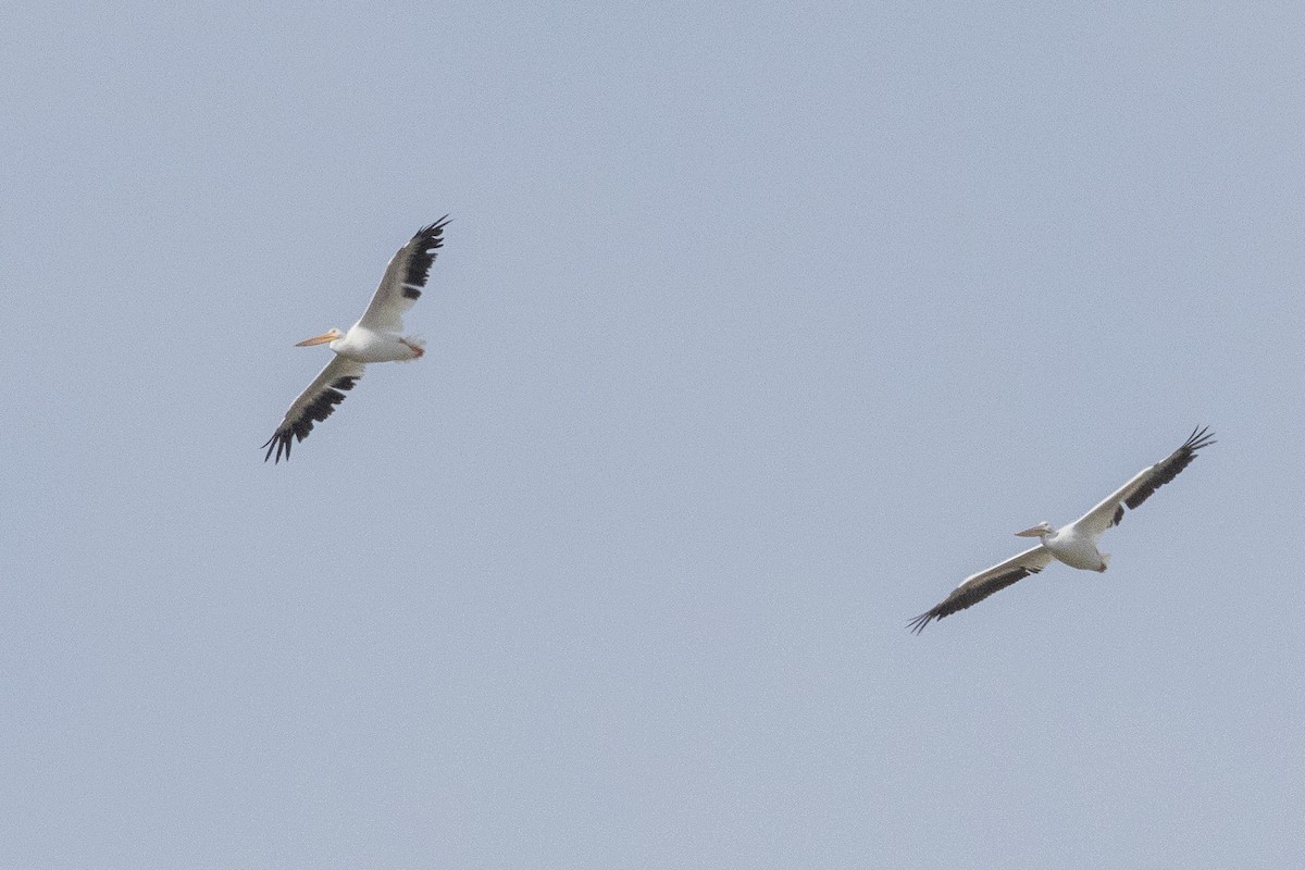 American White Pelican - ML642445171