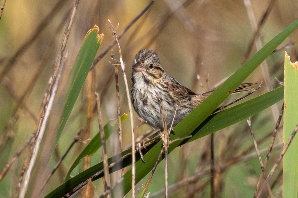 Song Sparrow - ML642445189