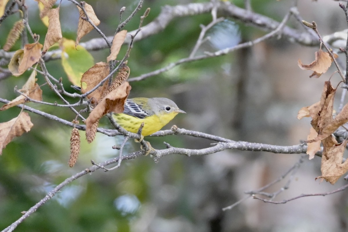 Magnolia Warbler - ML642445200