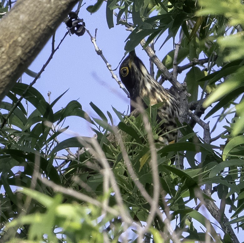 Large Hawk-Cuckoo - ML642445201
