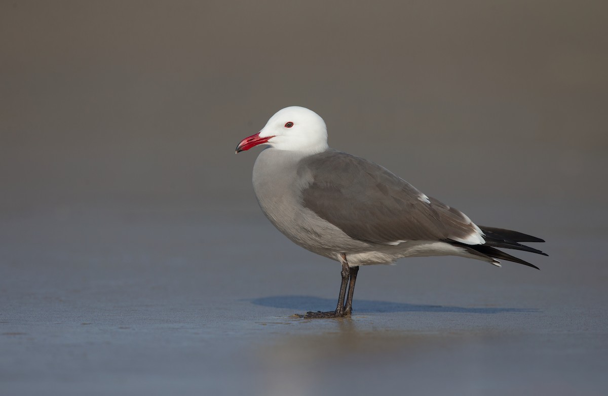 Gaviota Mexicana - ML642445212