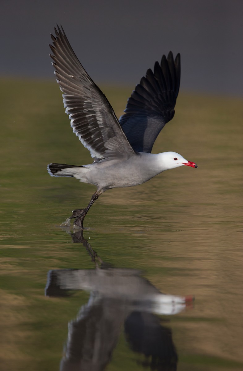 Gaviota Mexicana - ML642445213
