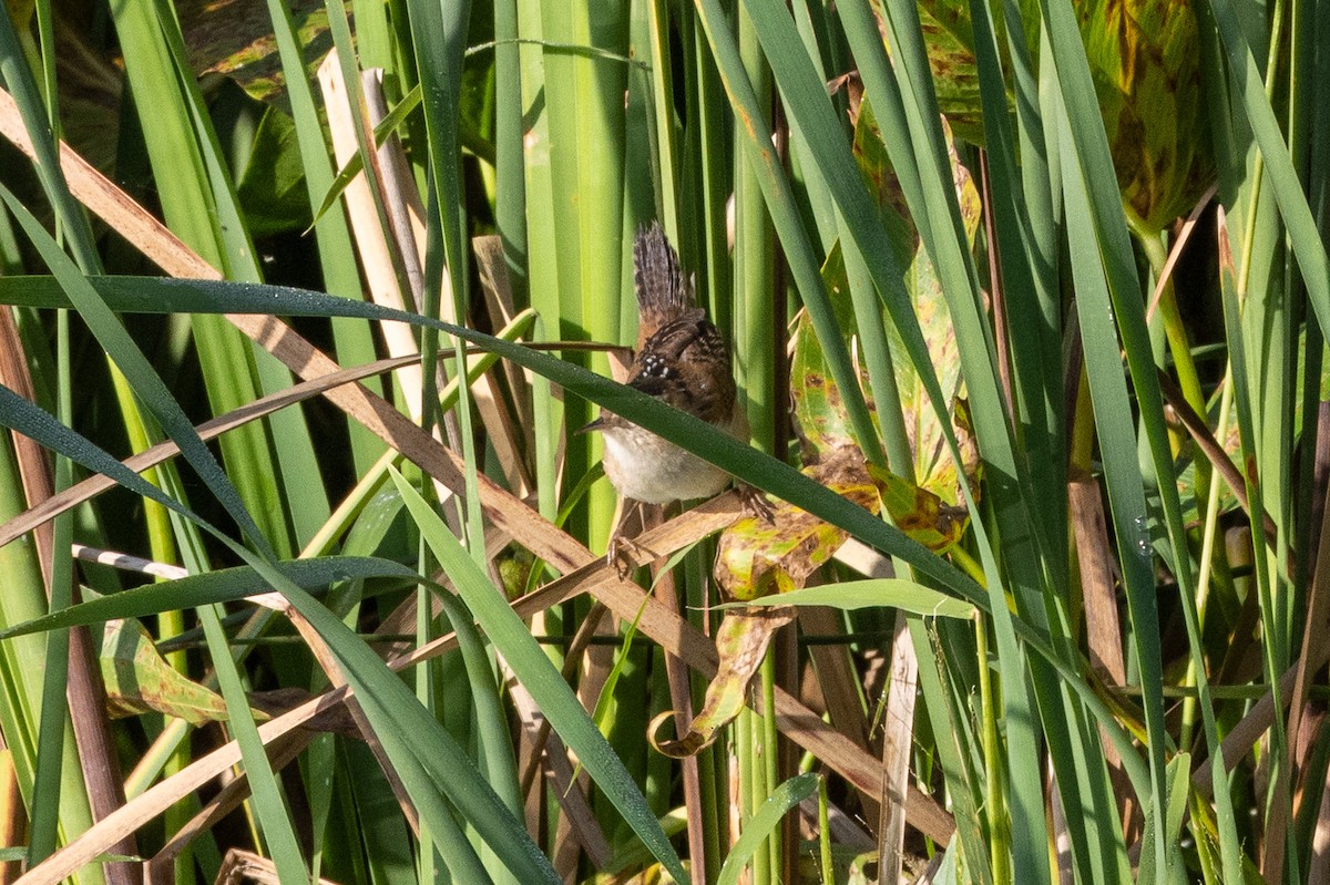 Marsh Wren - ML642445222