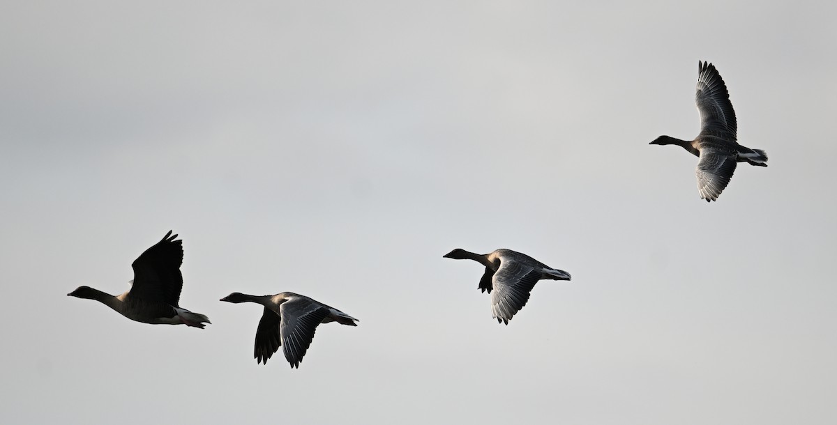 Pink-footed Goose - ML642445225