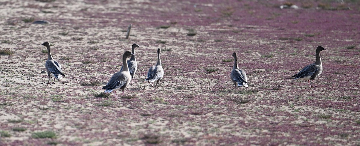 Pink-footed Goose - ML642445226