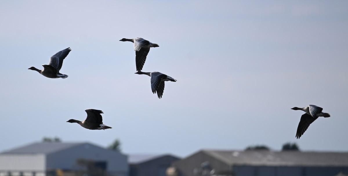 Pink-footed Goose - ML642445227