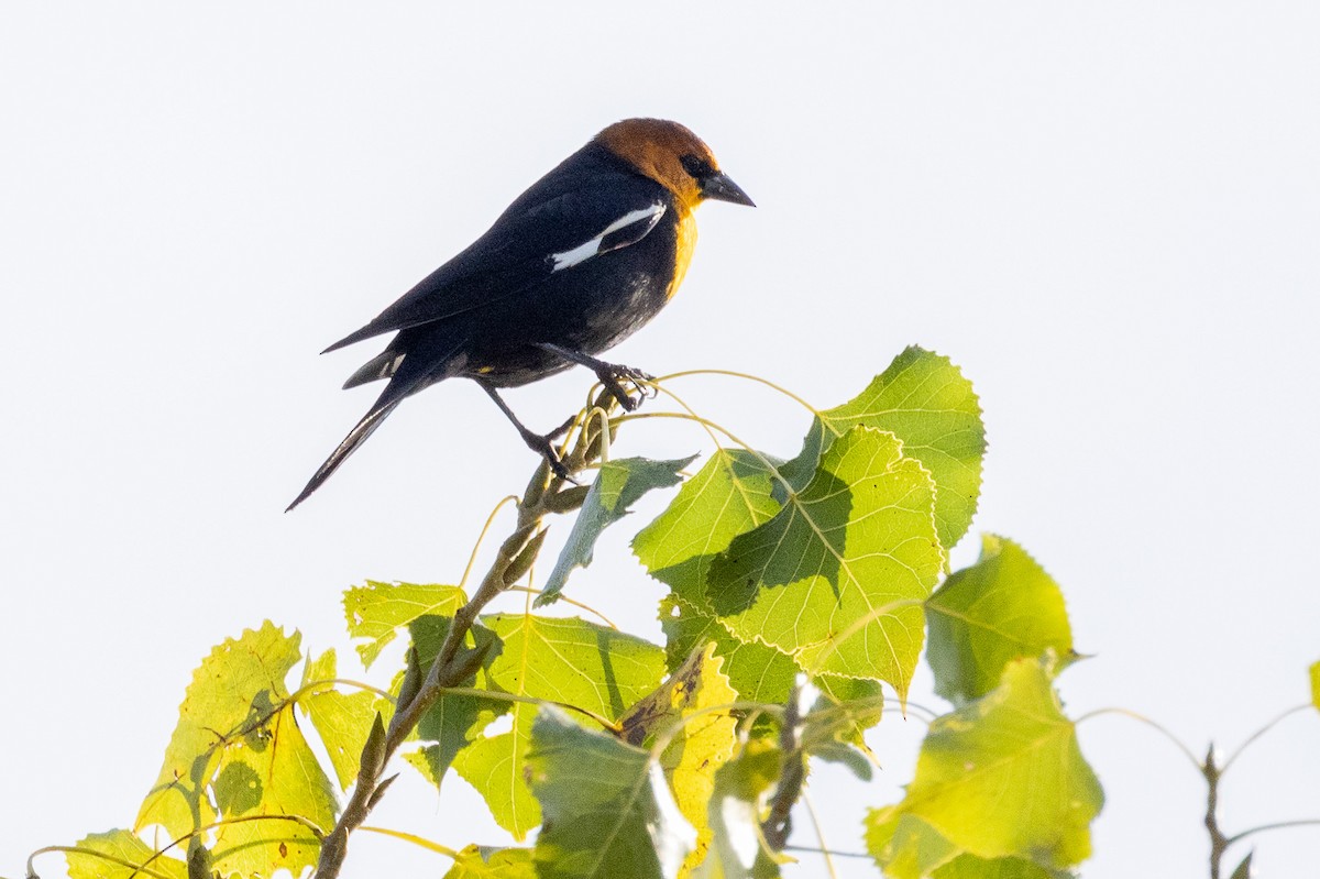 Yellow-headed Blackbird - ML642445237