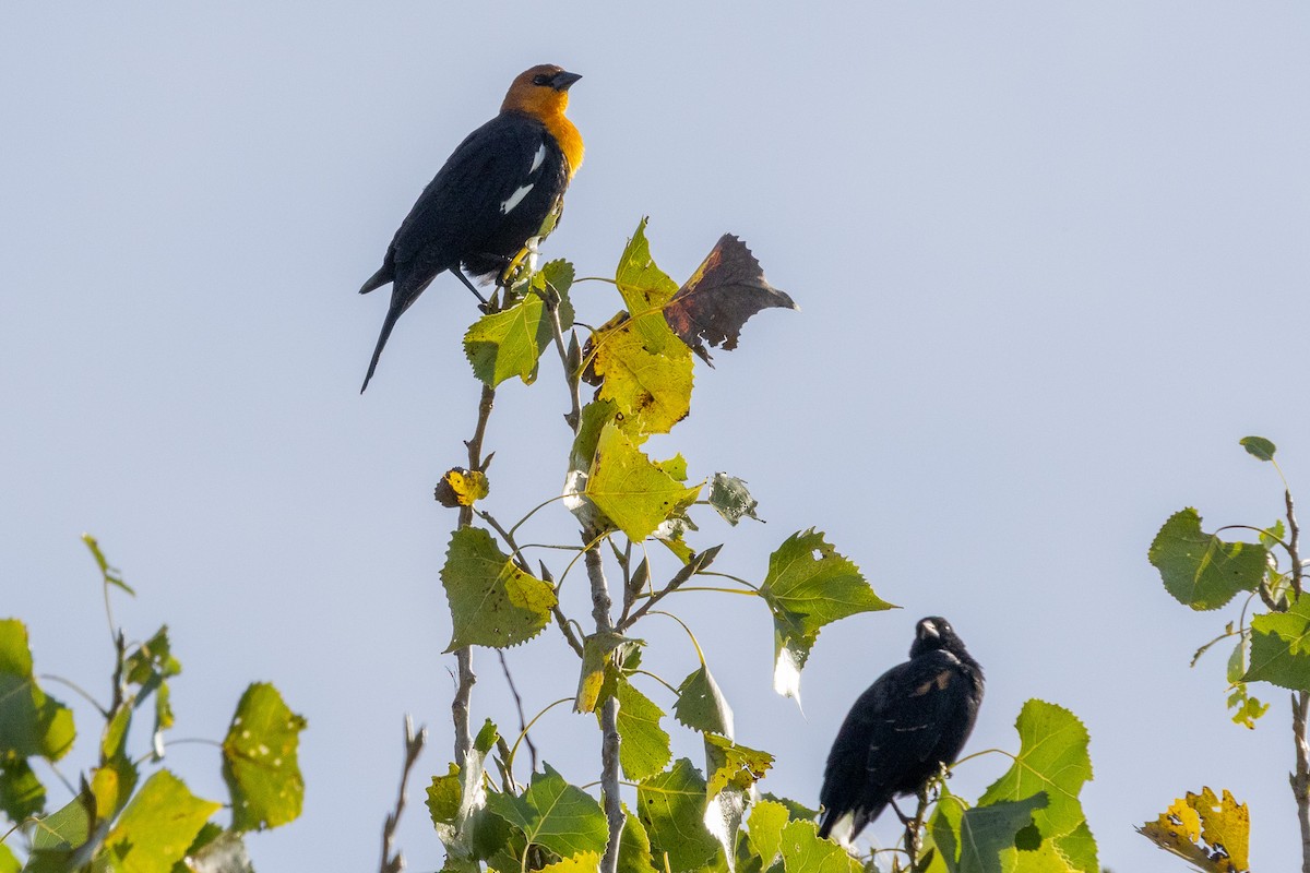 Yellow-headed Blackbird - ML642445238