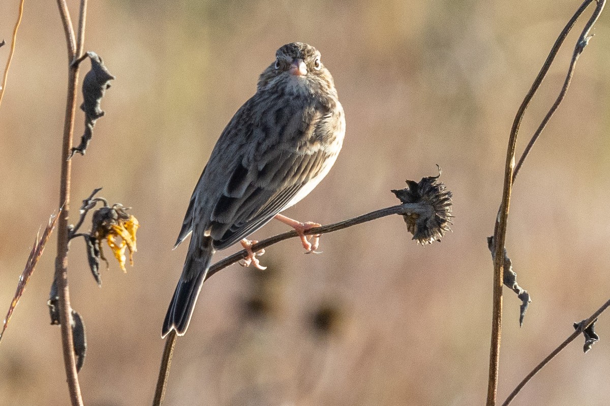 Vesper Sparrow - ML642445246