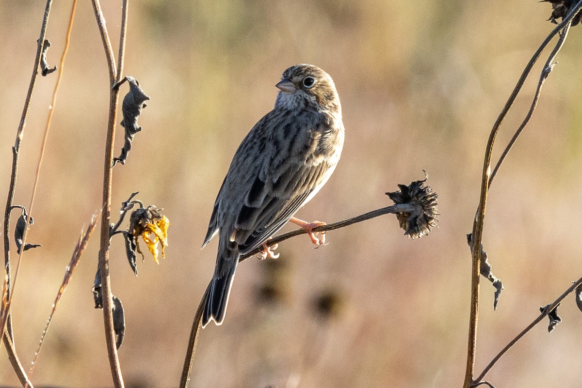 Vesper Sparrow - ML642445247