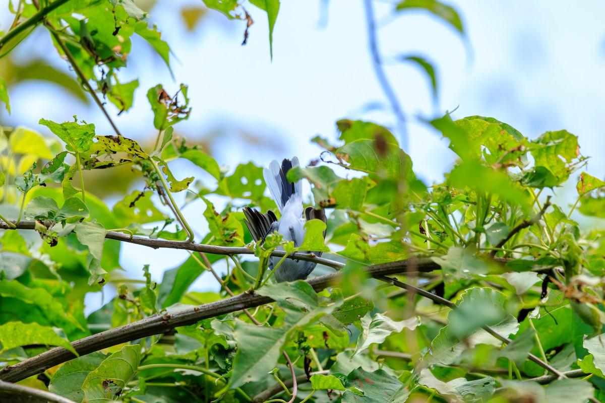 Blue-gray Gnatcatcher - ML642445248