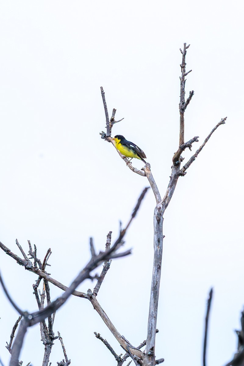 Lesser Goldfinch - ML642445259