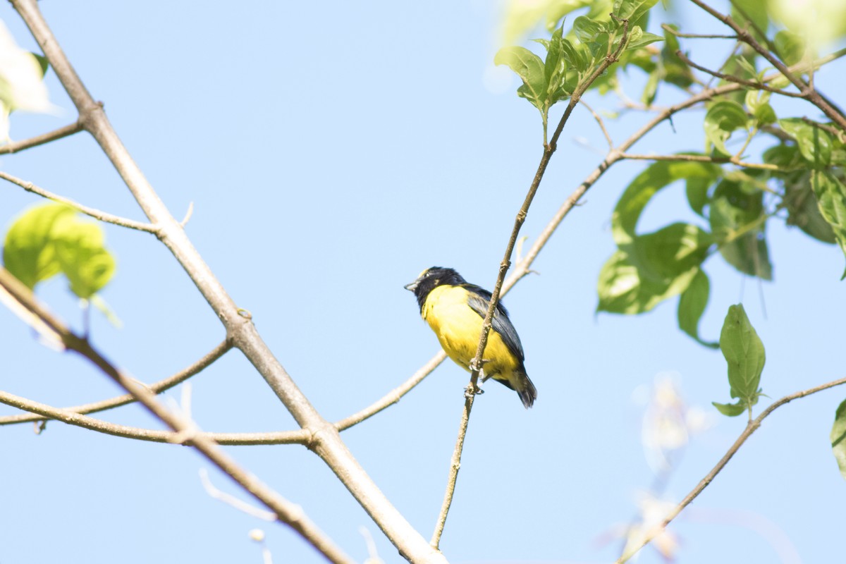 Spot-crowned Euphonia - ML642445268