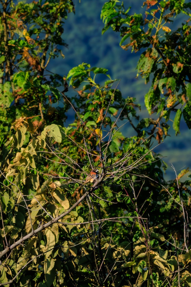Black-chested Sparrow - ML642445276