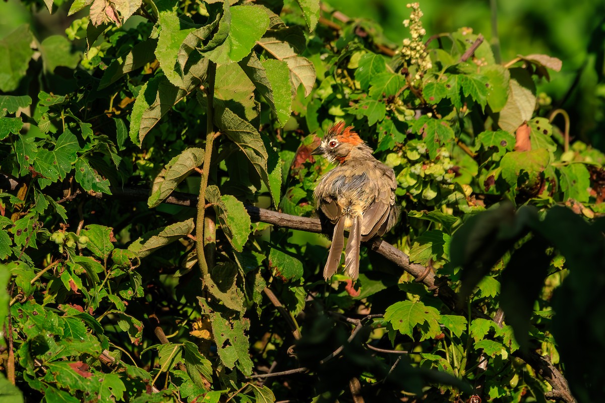 Kızıl Tepeli Yer Serçesi - ML642445293