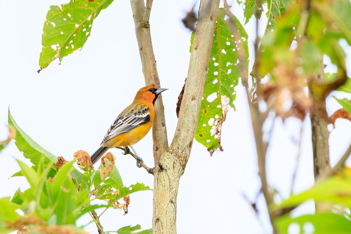 Streak-backed Oriole - ML642445299