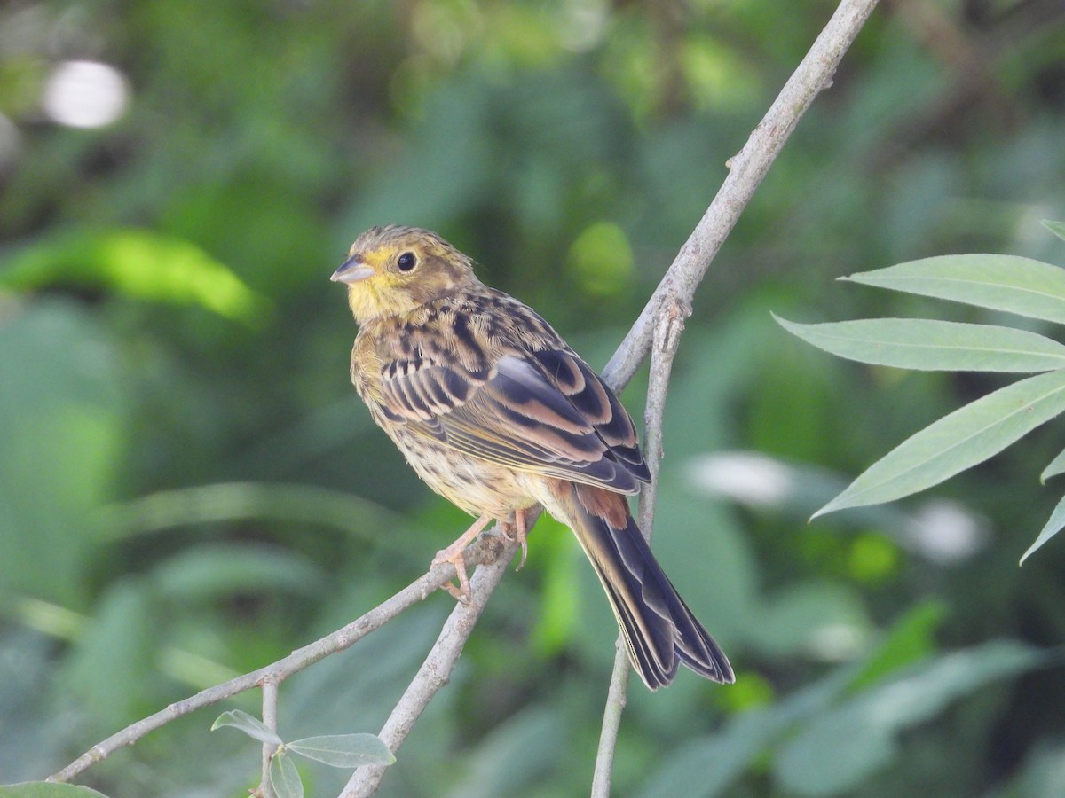 Yellowhammer - ML642445306