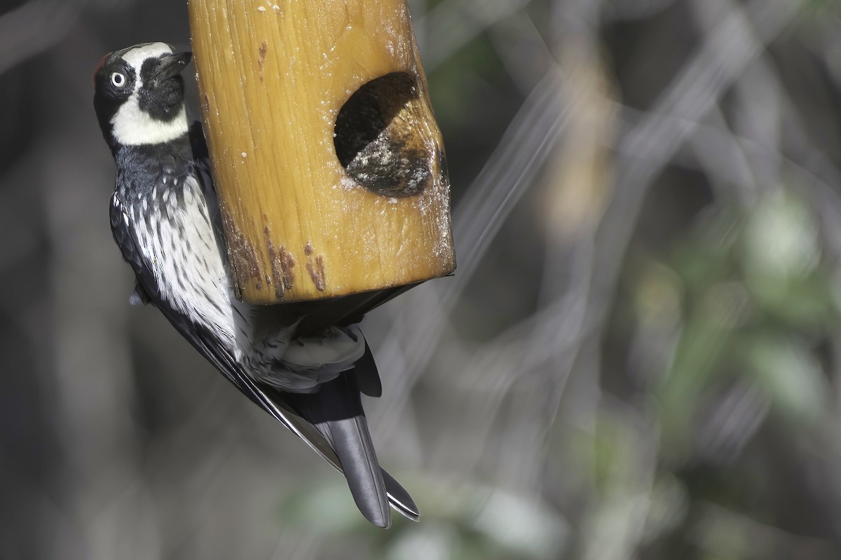 Acorn Woodpecker - ML642445319