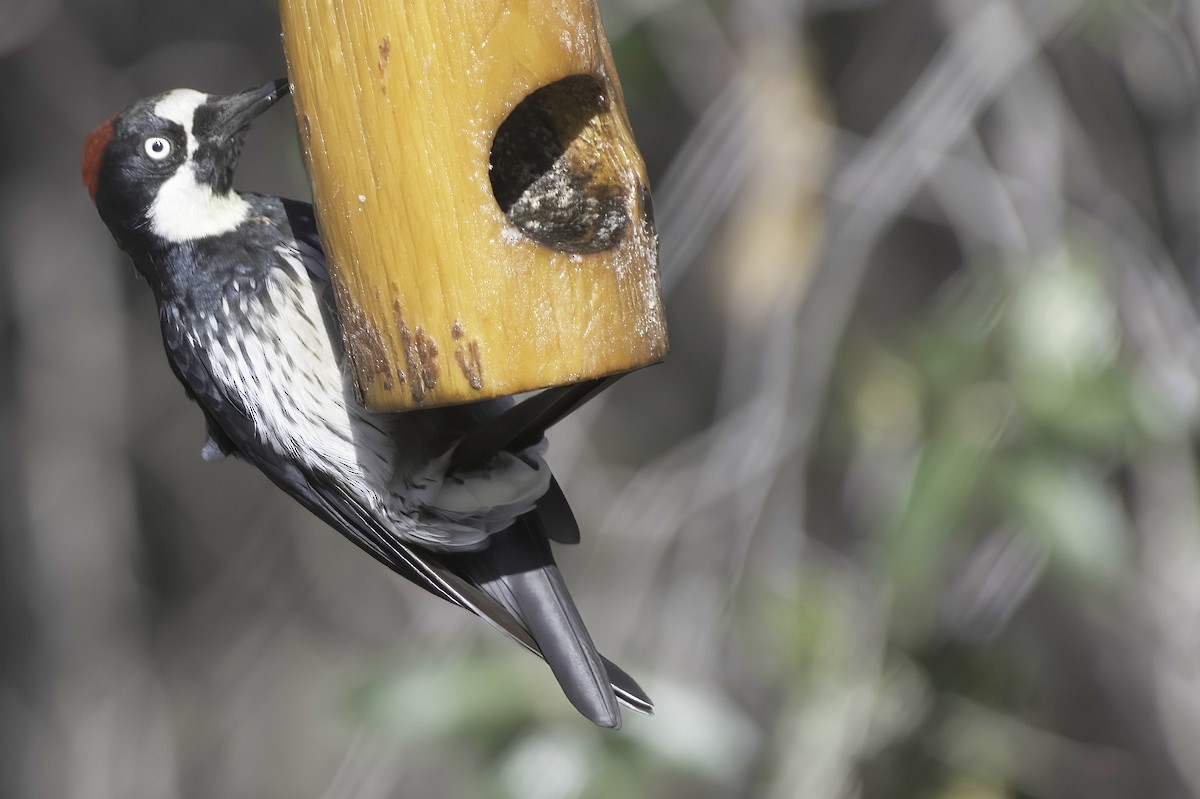 Acorn Woodpecker - ML642445321