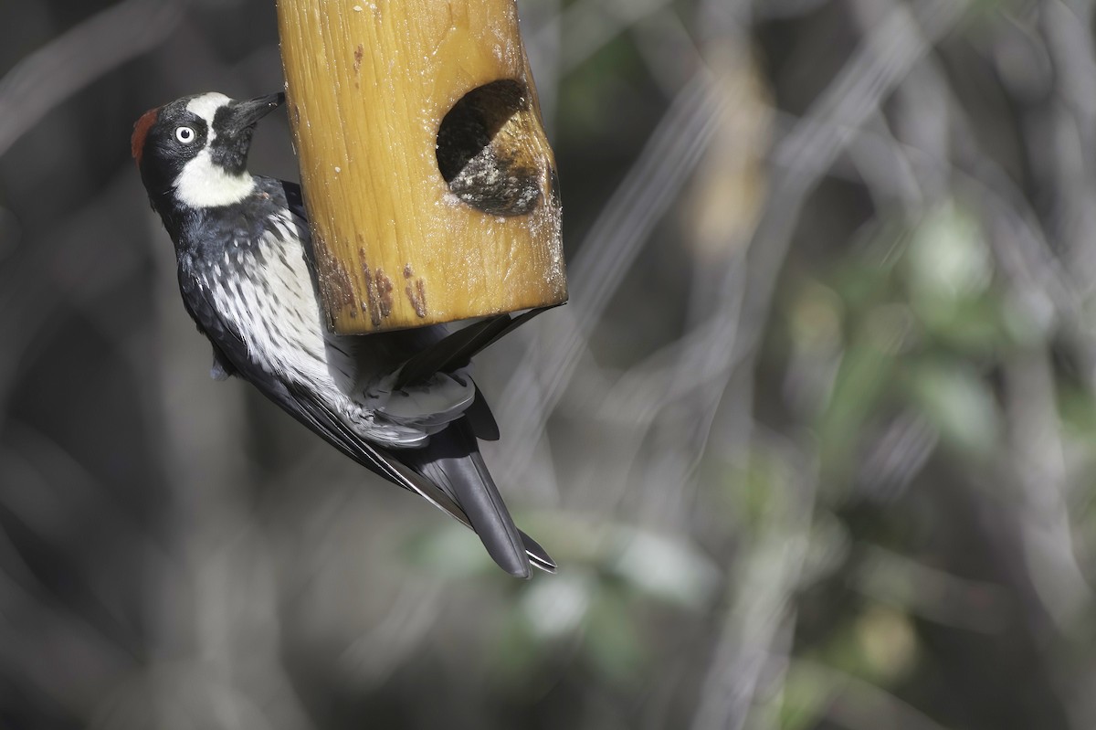 Acorn Woodpecker - ML642445322
