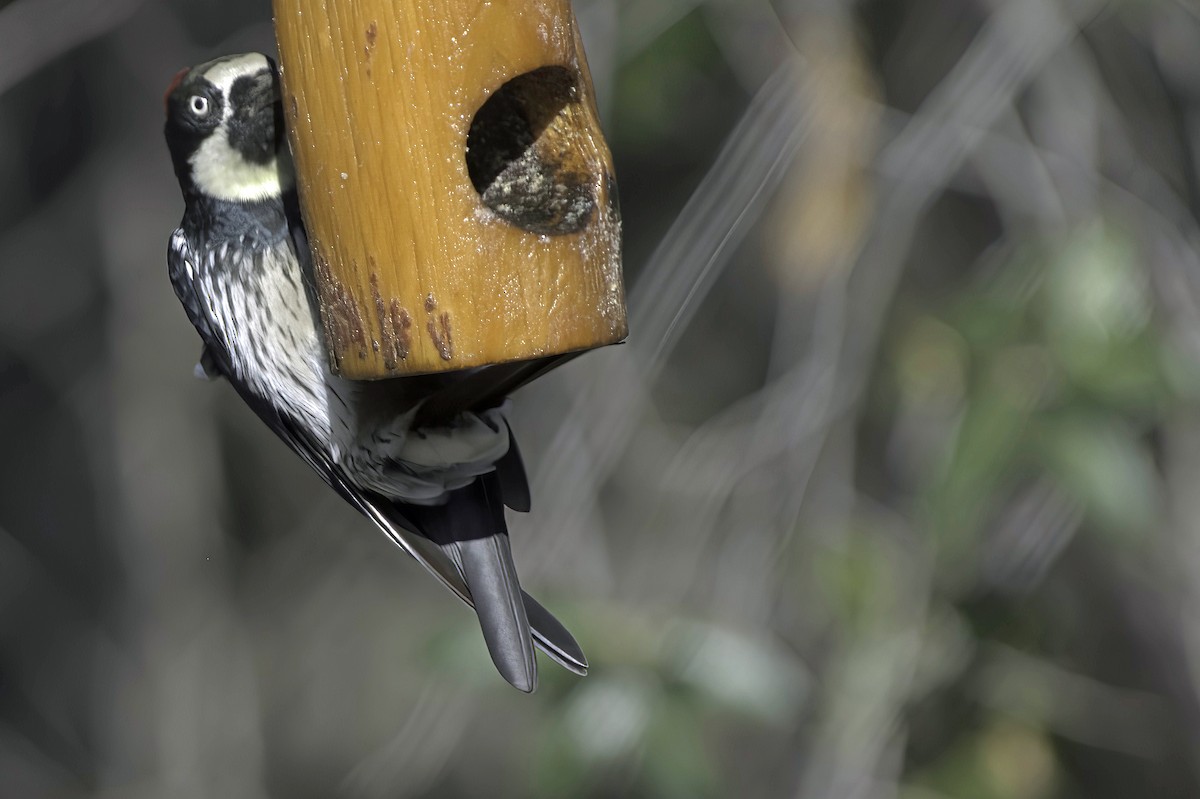 Acorn Woodpecker - ML642445323