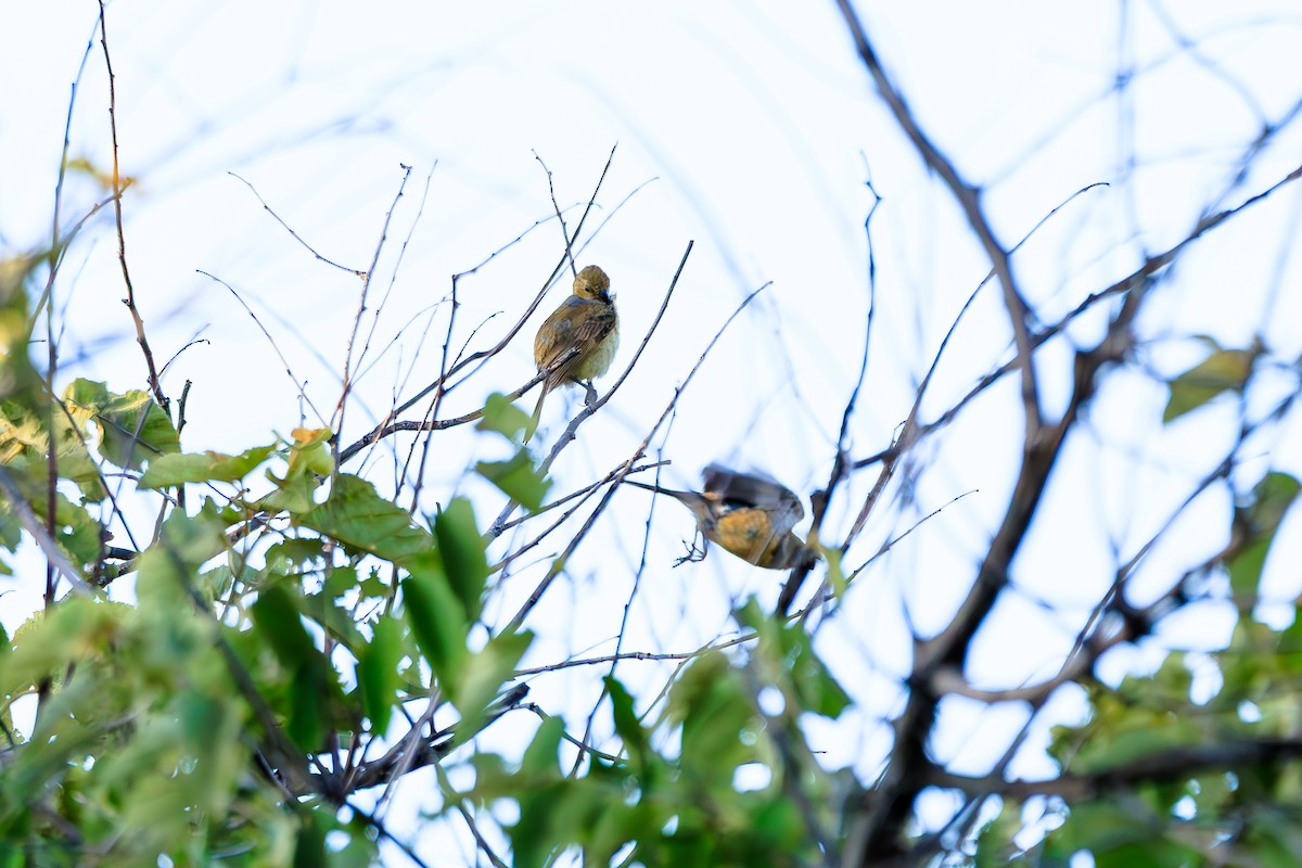 Black-headed Grosbeak - ML642445330