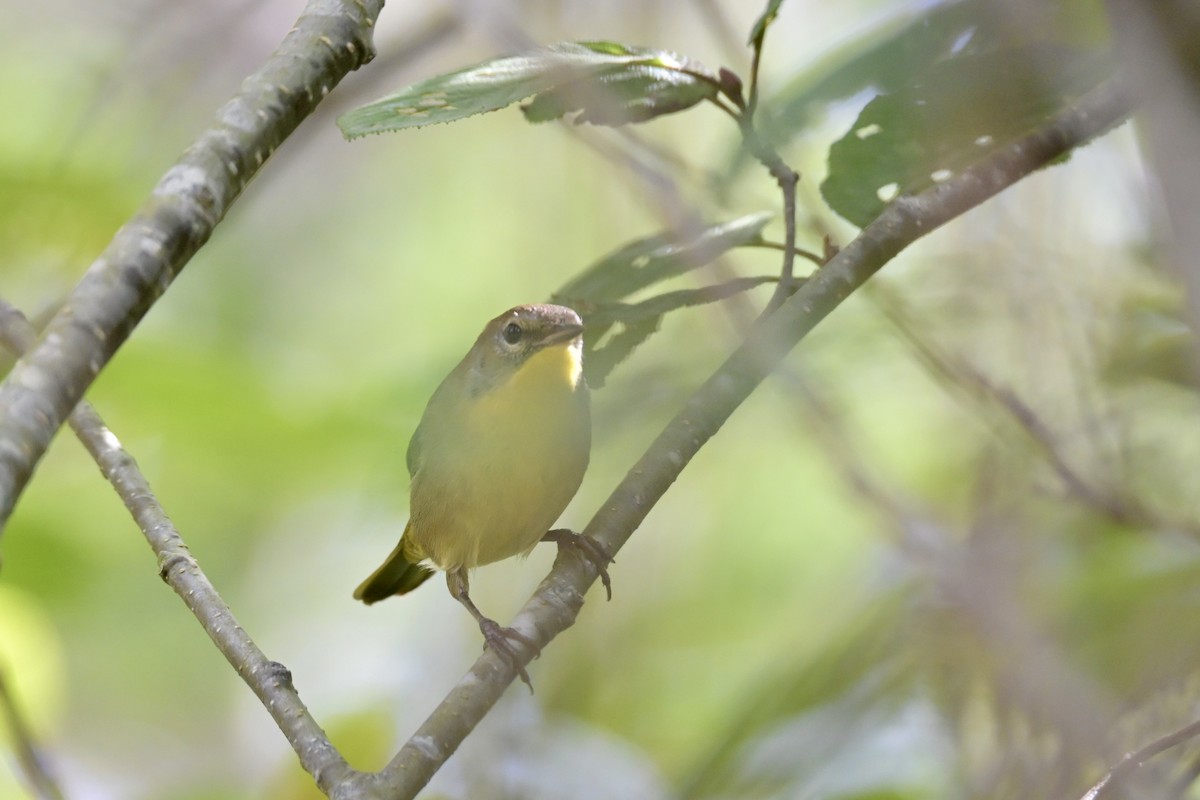Common Yellowthroat - ML642445332