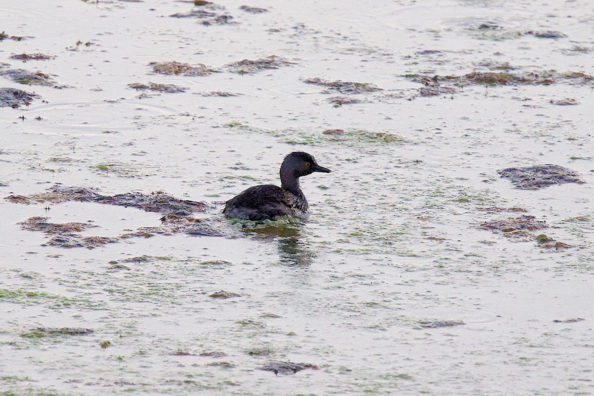 Least Grebe - ML642445333
