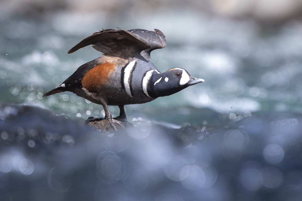 Harlequin Duck - ML642445334