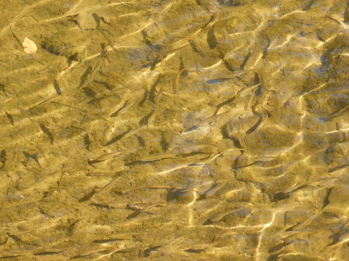 Animals - ML642445357