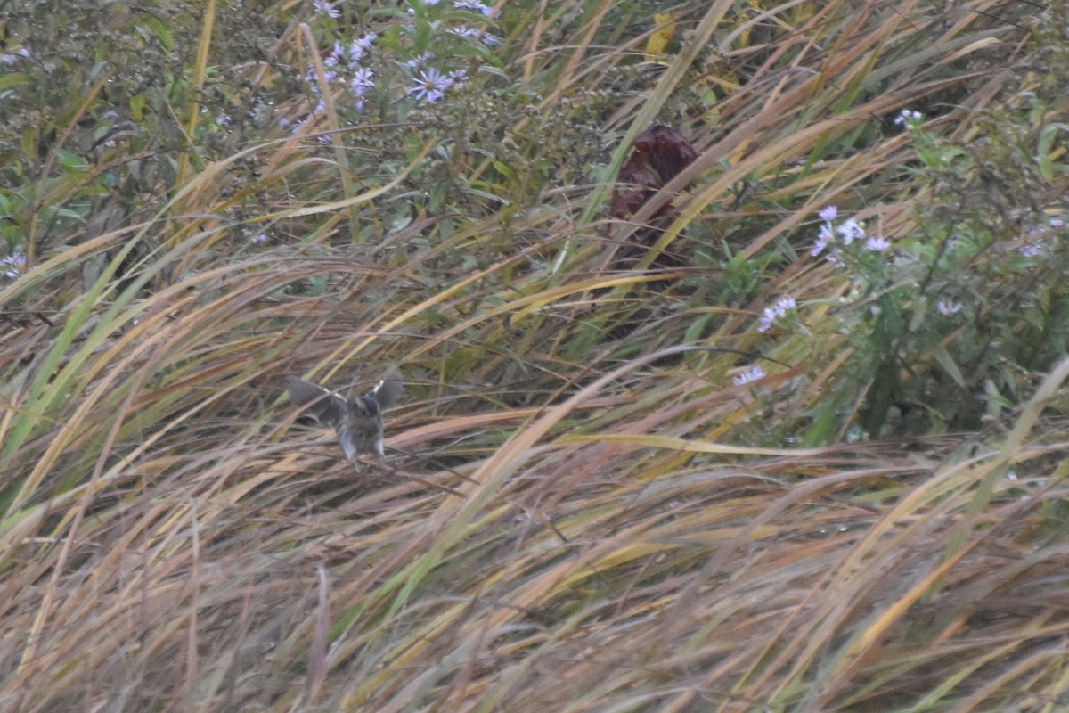 Nelson's Sparrow - ML642445385