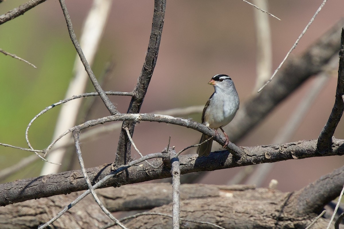 White-crowned Sparrow (Dark-lored) - ML642445393