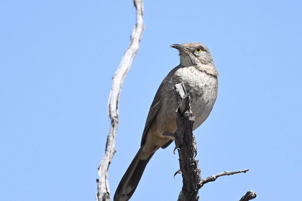 Bendire's Thrasher - ML642445433