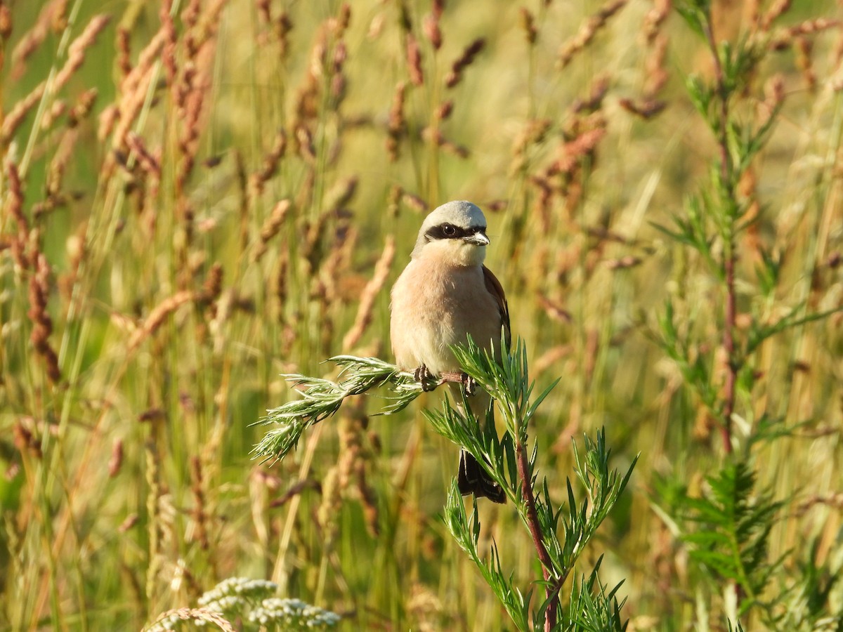 Red-backed Shrike - ML642445434