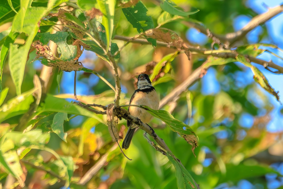 Cinnamon-rumped Seedeater - ML642445437