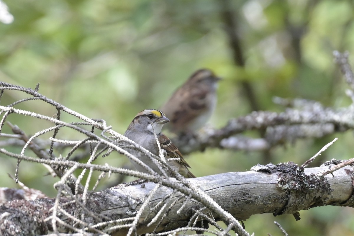 White-throated Sparrow - ML642445456