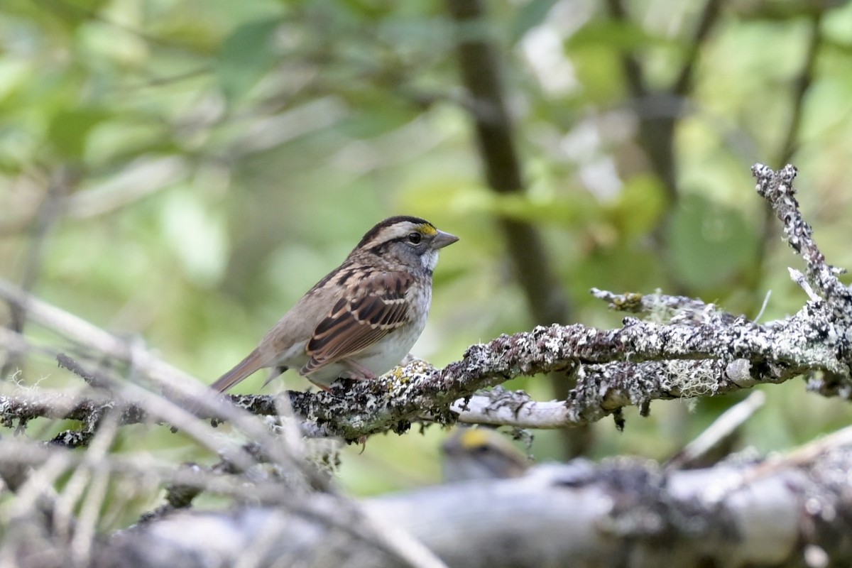 White-throated Sparrow - ML642445457