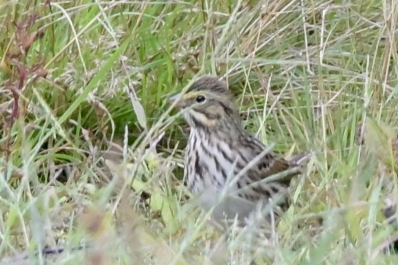 Savannah Sparrow - ML642445460
