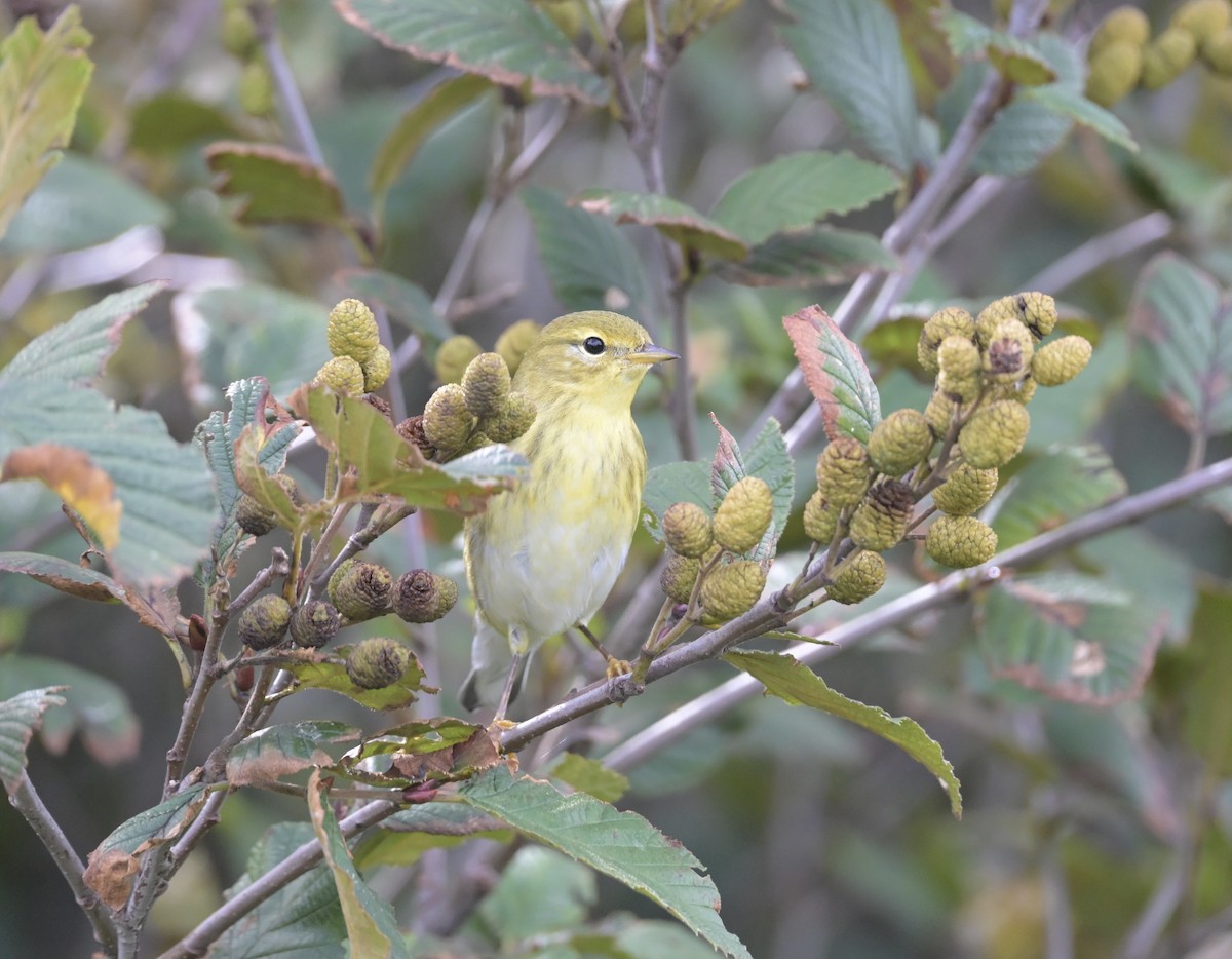 Blackpoll Warbler - ML642445477